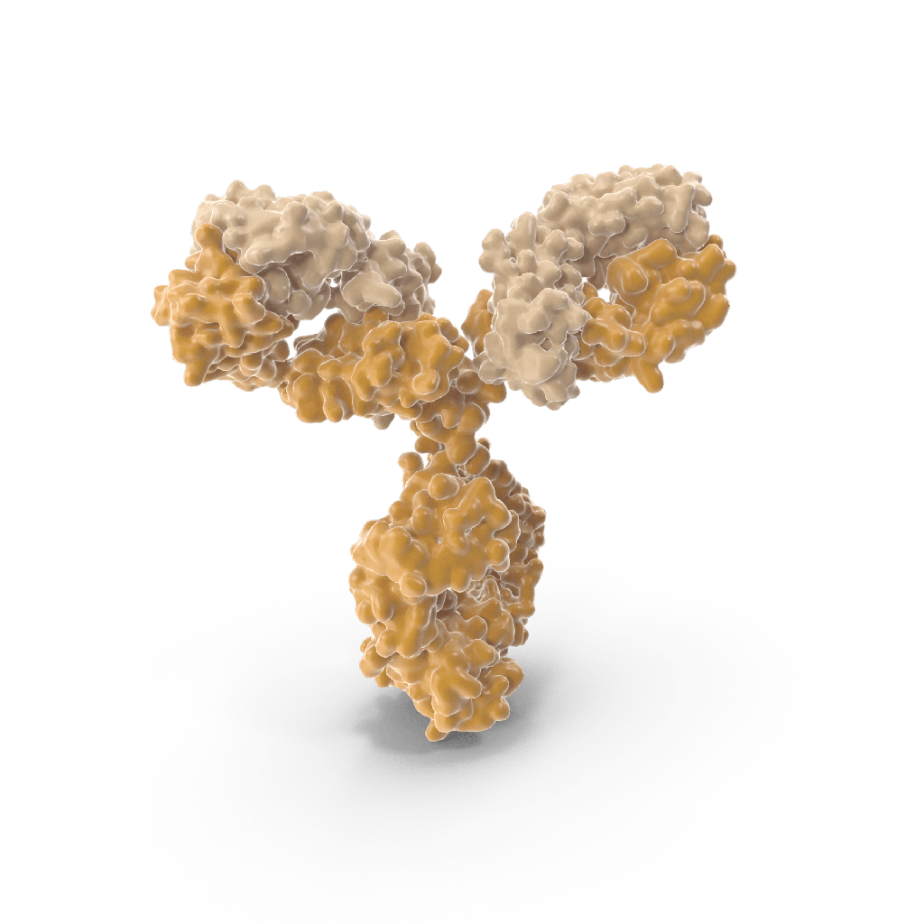 Rabbit Anti-Monkeypox Virus Monoclonal antibody, clone 6D8